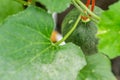 Yellow winter melon flower in farm.