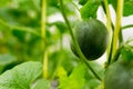 Yellow winter melon flower in farm. Royalty Free Stock Photo