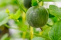 Yellow winter melon flower in farm. Royalty Free Stock Photo