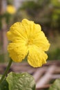 Yellow winter melon flower Royalty Free Stock Photo