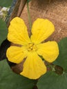 Yellow winter melon flower Royalty Free Stock Photo