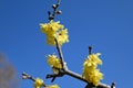 yellow winter sweet flowers blossoms on a branch under blue sky Royalty Free Stock Photo