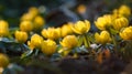 Yellow winterling blossoms