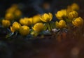 Yellow winterling blossoms