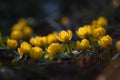 Yellow winterling blossoms