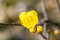 Yellow wintersweet flower Royalty Free Stock Photo