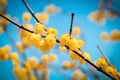 Yellow wintersweet flower in winter Royalty Free Stock Photo