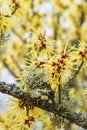 Yellow Witch hazel flowers at spring Royalty Free Stock Photo