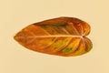 Yellow withered leaf of neglected dying `Philodendron Melanochrysum` houseplant