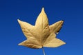 Yellow withered maple leaf