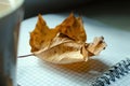 A yellow withered maple leaf lies on a blank notebook. Autumn background