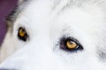 Wolf eyes