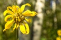 Yellow Wolfsbane Arnica Montana Wildflower