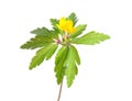 Yellow wood anemone (Anemone ranunculoides) Royalty Free Stock Photo