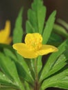 Yellow wood anemone (Anemonoides ranunculoides)