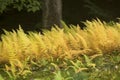 Yellow wood ferns in an opening in Sunapee, New Hampshire