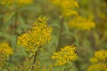 Yellow wood ragwort flowers closeup