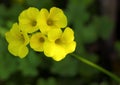 Yellow Wood Sorrel - Oxalis Pes-caprae Or Yellow Shamrock
