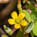 Yellow Wood Sorrell flower with its bud Royalty Free Stock Photo