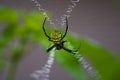 Yellow wood spider on its signature web Royalty Free Stock Photo