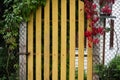 Yellow wooden fence gate with green and red wild grape vines Royalty Free Stock Photo