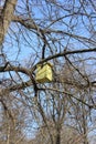 Yellow wooden house for birds on a tree Royalty Free Stock Photo