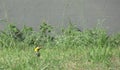 A yellow woodpecker looking