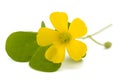 Yellow woodsorrel flower Royalty Free Stock Photo