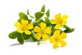 Yellow woodsorrel flowers Royalty Free Stock Photo