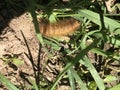 Yellow Woollybear Caterpillar - Virginian tiger moth - Spilosoma virginica