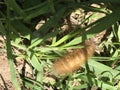 Yellow Woollybear Caterpillar - Virginian tiger moth - Spilosoma virginica