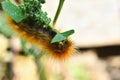 Yellow Wooly Bear Caterpillar Close Up Royalty Free Stock Photo