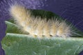 Yellow Wooly Bear Caterpillar in garden Royalty Free Stock Photo