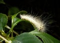 A Yellow Wooly Bear Caterpillar on a leaf Royalty Free Stock Photo