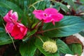 Yellow wooly worm caterpillar on bright pink flower Royalty Free Stock Photo