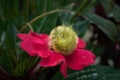 Yellow wooly worm caterpillar on bright pink flower Royalty Free Stock Photo