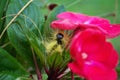 Yellow wooly worm caterpillar on bright pink flower Royalty Free Stock Photo