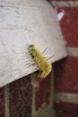 Yellow wooly worm caterpillar on concrete brick and wood Royalty Free Stock Photo