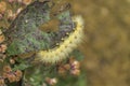 Yellow Woolybear Moth Caterpillar - Spilosoma virginica Royalty Free Stock Photo