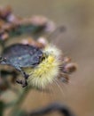 Yellow Woolybear Moth Caterpillar - Spilosoma virginica Royalty Free Stock Photo