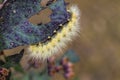 Yellow Woolybear Moth Caterpillar - Spilosoma virginica Royalty Free Stock Photo