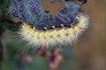 Yellow Woolybear Moth Caterpillar - Spilosoma virginica Royalty Free Stock Photo