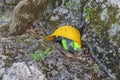 Yellow work helmet lying on a stone Royalty Free Stock Photo