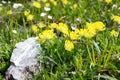 Yellow woundwort Anthyllis vulneraria flower in austria. Royalty Free Stock Photo