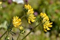 Yellow woundwort flower in the french Alps Royalty Free Stock Photo