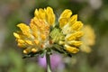 Yellow woundwort flower