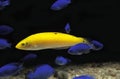 Yellow Wrasse or Canary Wrasse, halichoeres chrysus, Aquarium Fishes