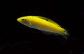 Yellow Wrasse or Canary Wrasse, halichoeres chrysus, Fish against Black Background Royalty Free Stock Photo