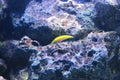 Yellow Wrasse