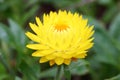 The yellow Xerochrysum bracteatum (Vent.) Tzvelev flower